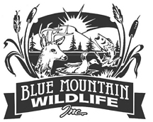 blue mountain wildlife alt